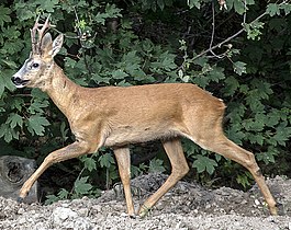 Chevreuil d'Europe (Capreolus capreolus).