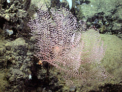 Chrysogorgia pinnata. a 3.144 m en la montaña marina de Davidson