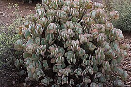 In habitat, Western Cape, South Africa