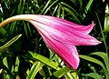 Crinum bulbispermum