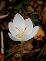 Crocus pulchellus 'Albus'