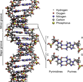 File:DNA Structure+Key+Labelled.pn NoBB.png