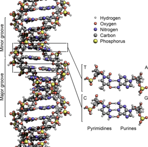 DNA, by Richard Wheeler