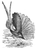 Argus pheasant for Darwin's Descent of Man by T. W. Wood