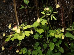 花弁状の萼片の基部が赤紫色をおびるので別名、ソコベニシロガネソウという。右側に果実がみえる。