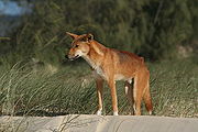 Dingo