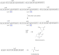 Architecture of the lovastatin type I PKS system. Outlined domains are used iteratively. ACP- acyl carrier protein, AD-alcohol dehydrogenase, AT-acyltransferase, DH-dehydratase, KS-ketoacyl synthase, KR-ketoreductase, MT-methyltransferase, ER-enoylreductase, C-condensation, TE-thioesterase. (*)-redundant domain/inactive not used in this step.