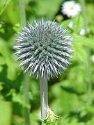 Echinops humilis