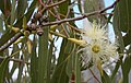 Eucalipto (Eucalyptus tereticornis)