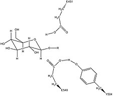 Potential stabilization of the nucleophilic residue Glu540 by Tyr504 in β-glucuronidase[16]