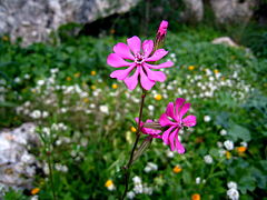 La flora di Pantalica