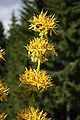 Gentiane jaune (Gentiana lutea)