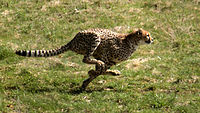 A sprinting cheetah