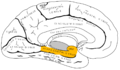 Medial surface of left cerebral hemisphere. Parahippocampal gyrus shown in orange.