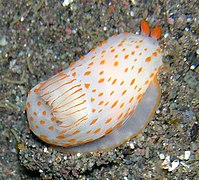 Gymnodoris ceylonica, un Gymnodorididae.