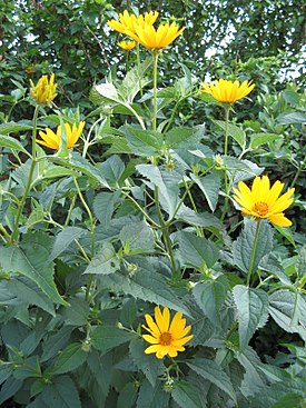 Heliopsis helianthoides