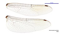 Male wings