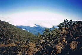 Hispaniolan pine forests, Hispaniolan pine forest as seen from Pico Duarte, Dominican Republic and Haiti, the island of Hispaniola