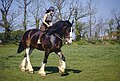 Shire Horse unter dem Sattel