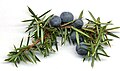 杜松子 Juniper berry