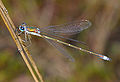 Самец Lestes virens