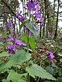 Lunaria annua