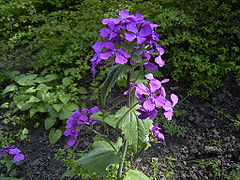 Lunaria annua, especie naturalizada en Europa proveniente da xardinaría