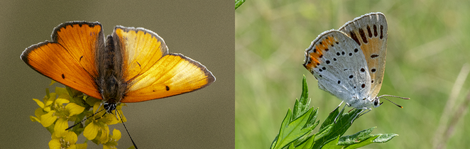 Lycaena dispar-aberrazioni