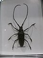 Cerambycidae