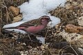 Male Bird at Gnathang in Sikkim.