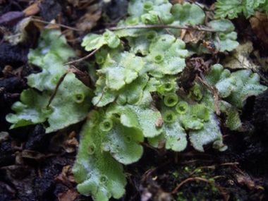 Звездаста јетрењача (Marchantia Polymorpha) - најпознатији представник реда Marchantiales