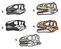 Megalosauridae skulls.