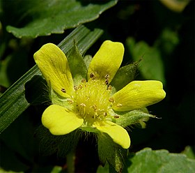 Duchesnea indica (syn. Potentilla indica)