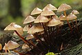 Buntstieliger Helmling Mycena inclinata