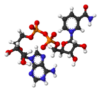 Ball-and-stick model of the oxidized form