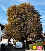 Rosskastanie Marzellgasse