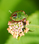 Ninfa de heteróptero sin alas