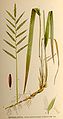 4 parts of the tor grass. (1) a slanted brownish stem with roots that branch off at intervals, and which turns upwards and splits into two further greenish stems. The left, breaking into a more brownish stem near the bottom, continues to the top, where its grass blade folds back down. The other stem is similar, but its grass blade begins further down. (2) A narrow vertical green stem, from which alternating grass heads split out. The top-most grass head is verital. (3) a partially coloured flower, with a creamy stamen emerging from the centre, that is narrow but splits in two at either end. (4) a long and narrow dark brown pod displayed vertically.