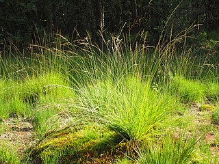 Molinia caerulea