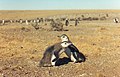 Vista de una pareja de pingüinos de Magallanes en Cabo Guardián (foto tomada en enero de 1999).