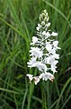 Platanthera nivea