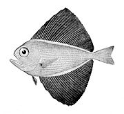 Fanfish Pteraclis carolinus