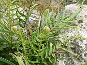 Unfurling fronds of P. vittata from Antalya