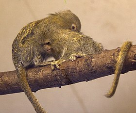 Saguis-pigmeus em Dudley Zoo, Inglaterra.