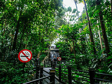 Photograph of a wooden walkway in a jungle with two people observing a waterfall