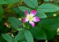 Rosa glauca