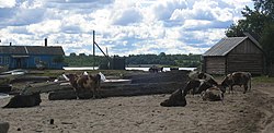 A rural area in Pudozhsky District