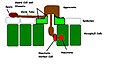 Diagram representing the infection process of rust fungi