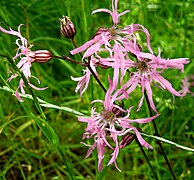 Silene flos-cuculi