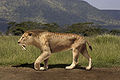 Smilodon